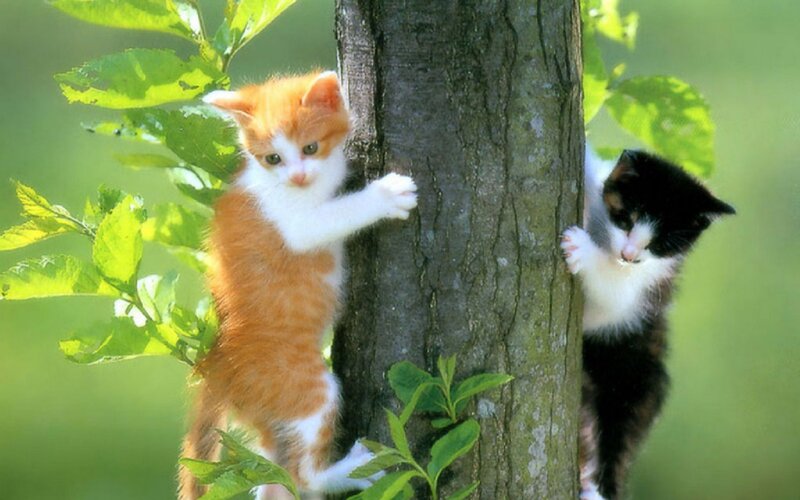 Two Kittens Climbing Tree — Green, Playful