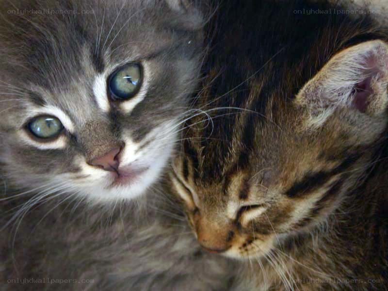 Two kittens cuddling