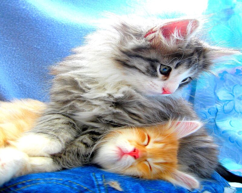 Two kittens cuddling