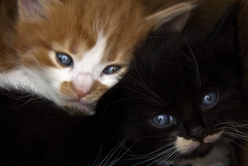Two Kittens Cuddling — Black, Calm