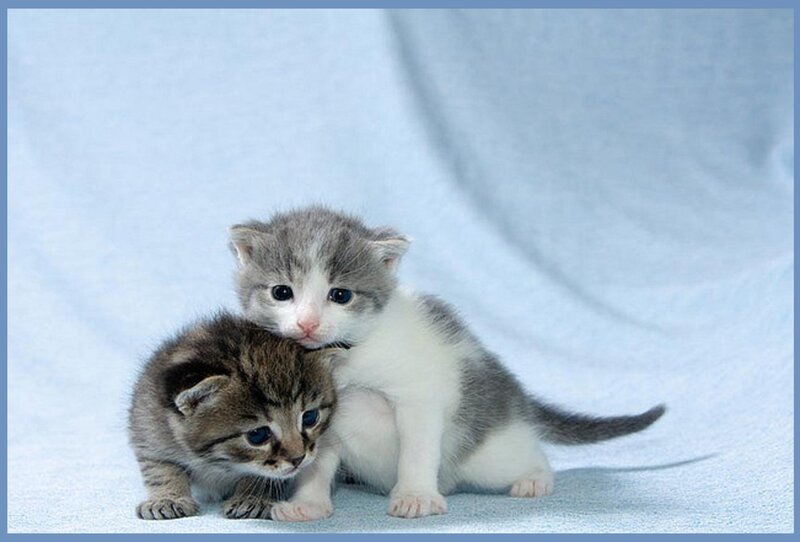 Two Kittens Cuddling — Blue
