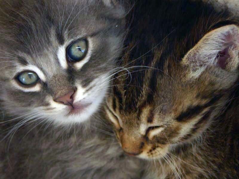 Two Kittens Cuddling — Gray, Calm