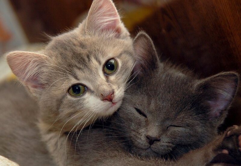 Two Kittens Cuddling — Gray