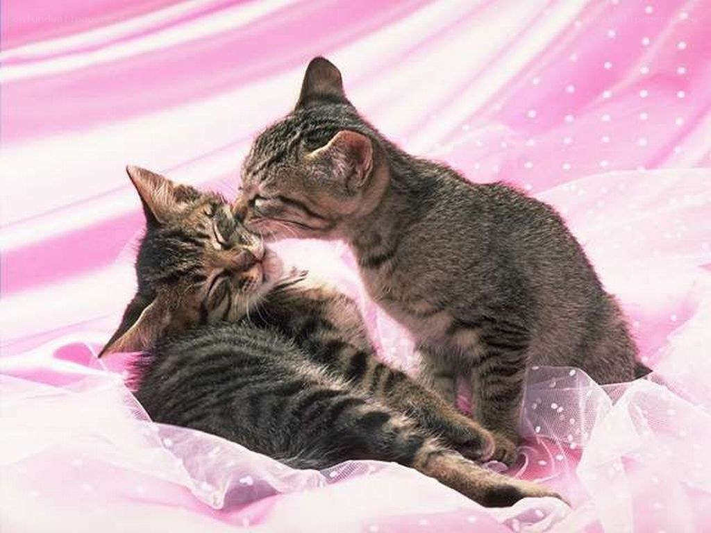 Two kittens cuddling on pink fabric