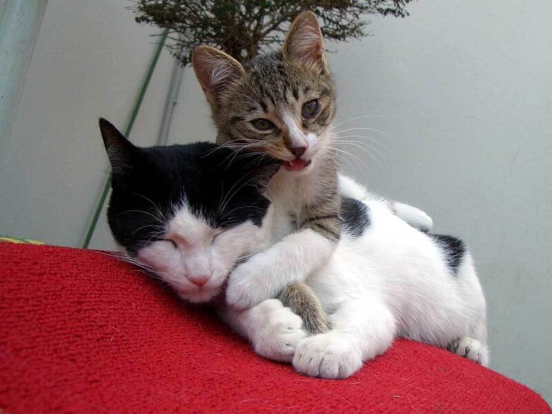 Two Kittens Cuddling — Red