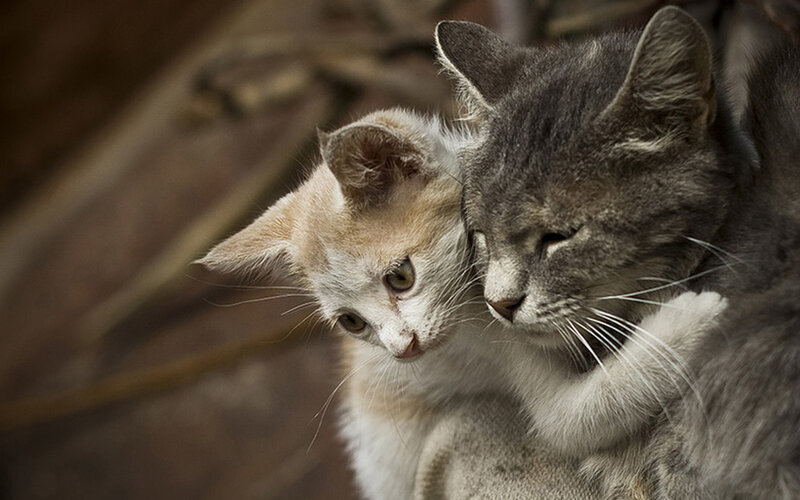 Two kittens cuddling together