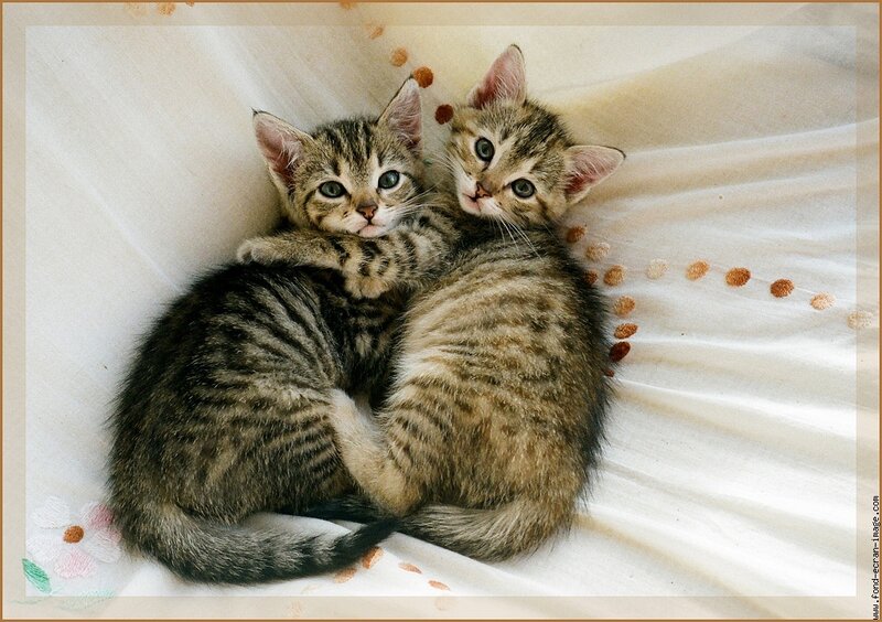 Two kittens cuddling together