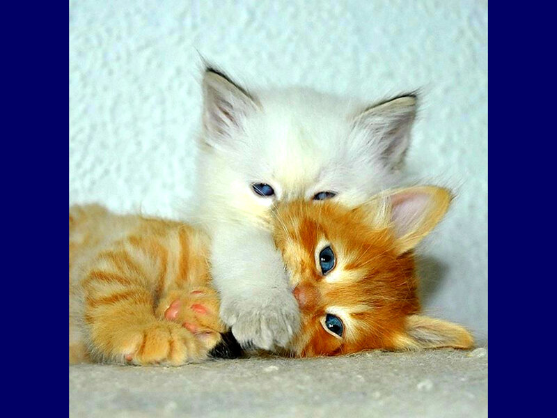 Two Kittens Cuddling — White, Calm, Photograph, Floor