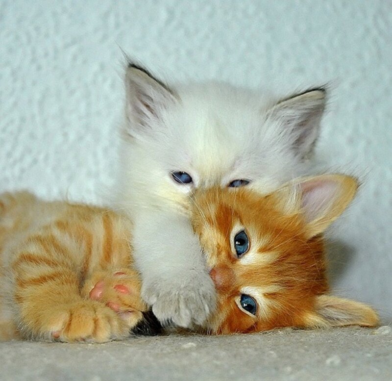 Two Kittens Cuddling — White, Calm, Photograph