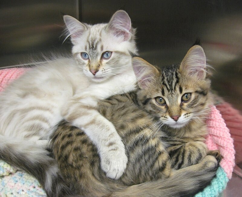 Two Kittens Cuddling — White, Calm