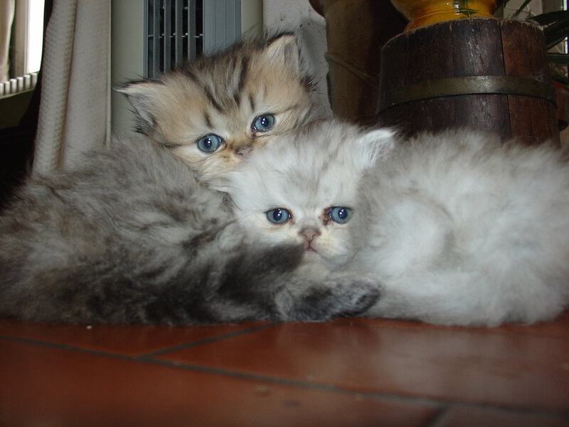 Two Kittens Cuddling — White
