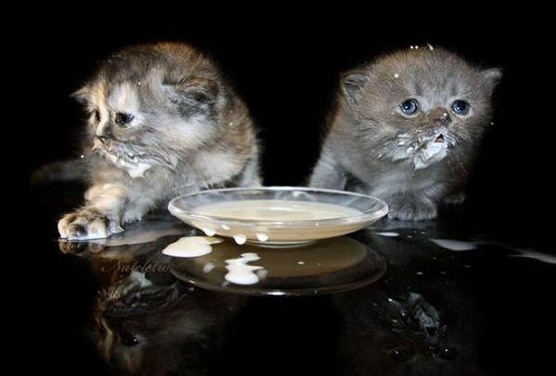 Two kittens drinking milk
