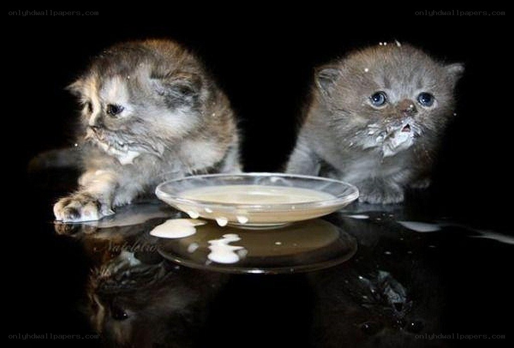 Two kittens drinking milk