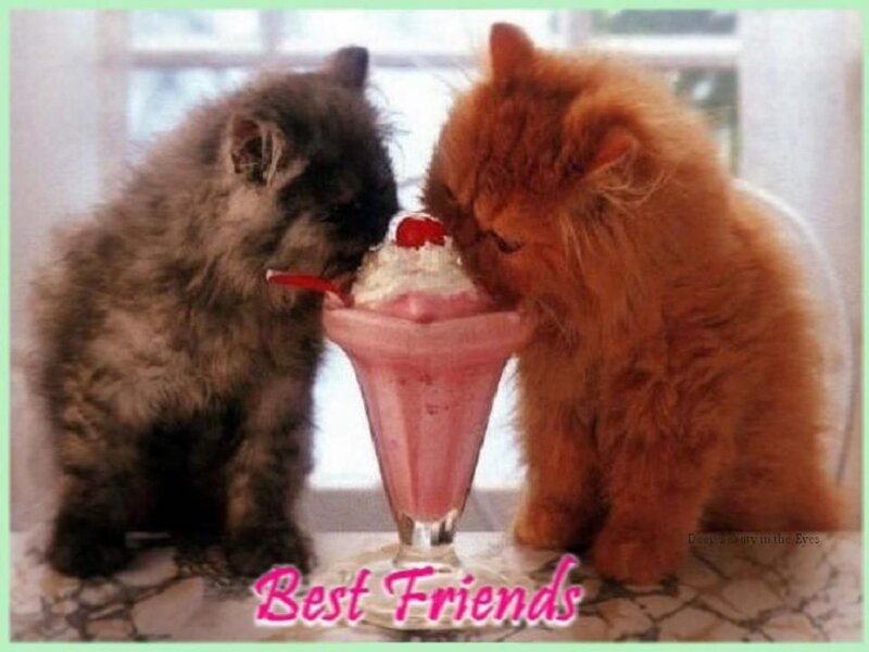 Two Kittens Eating Ice Cream
