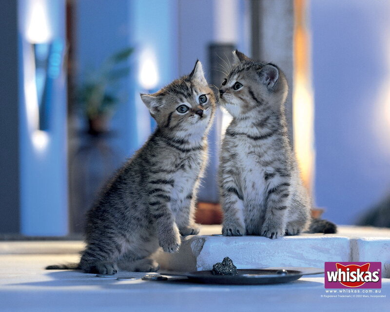 Two kittens eating Whiskas