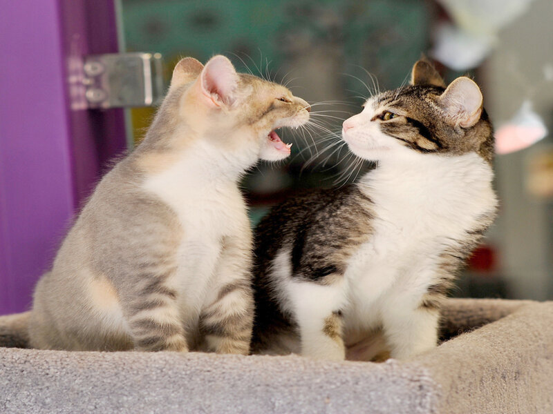 Two Kittens Fighting — Gray