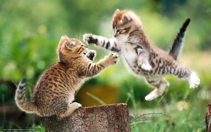 Two Kittens Fighting — Green, Playful, Afternoon, Photograph