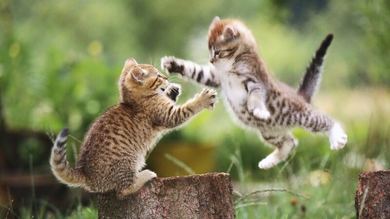 Two Kittens Fighting — Green, Playful, Afternoon, Photograph, Tree Stump