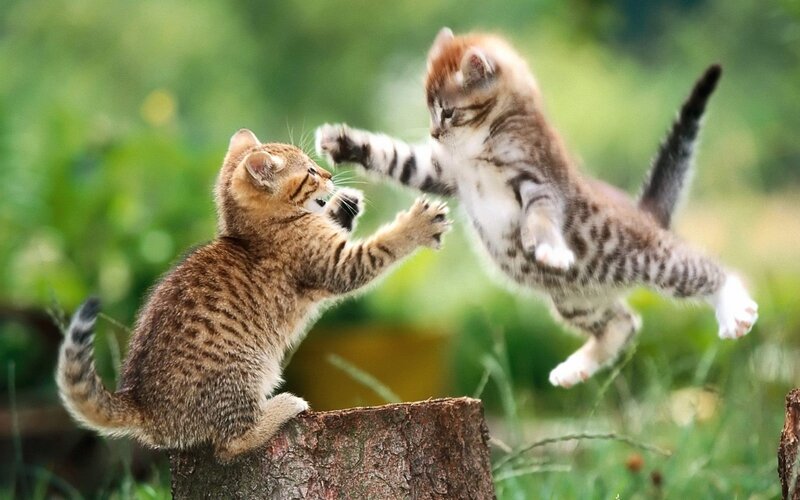 Two Kittens Fighting — Green, Playful, Afternoon