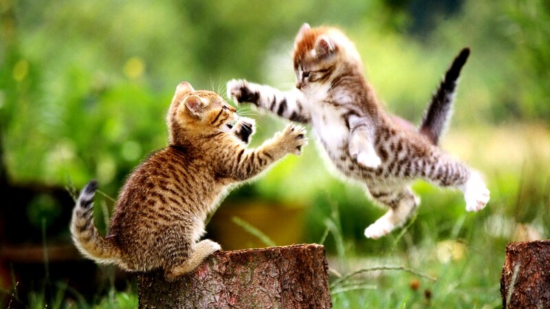 Two Kittens Fighting — Green, Playful