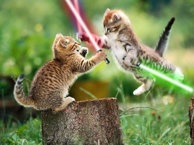 Two Kittens Fighting — Green