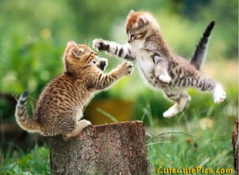 Two Kittens Fighting