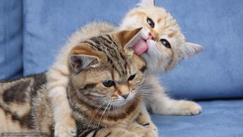 Two Kittens Grooming — Blue, Calm, Photograph, Cat, Couch, Tongue