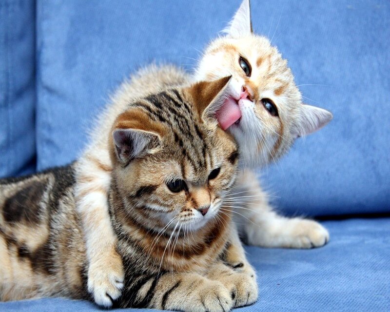 Two Kittens Grooming — Blue, Calm, Photograph, Cat