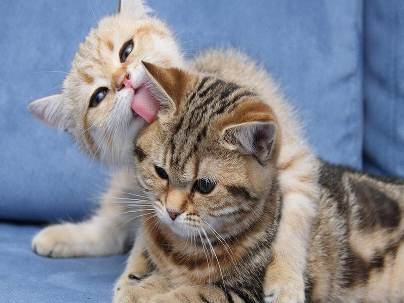 Two Kittens Grooming — Blue