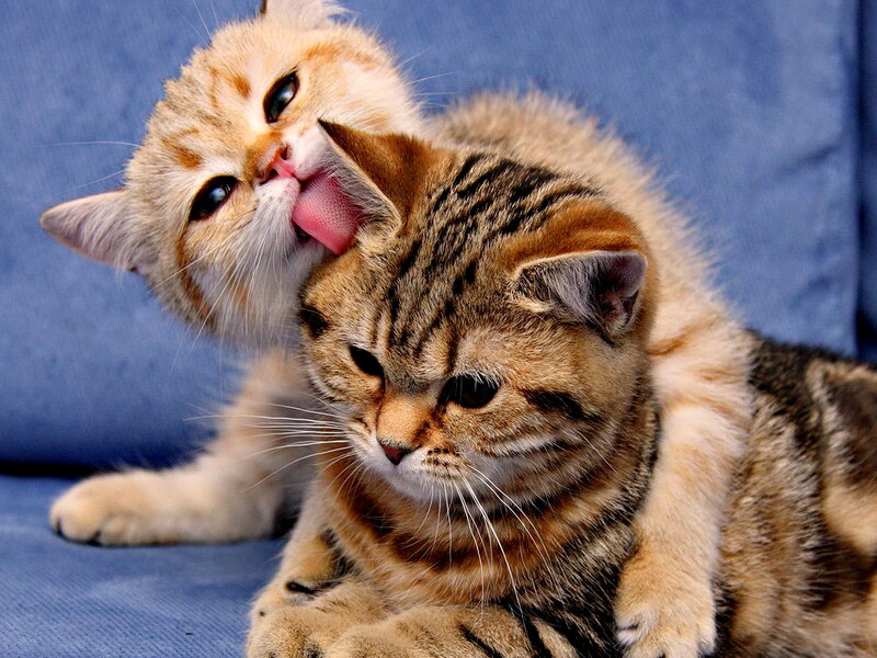 Two Kittens Grooming — Brown