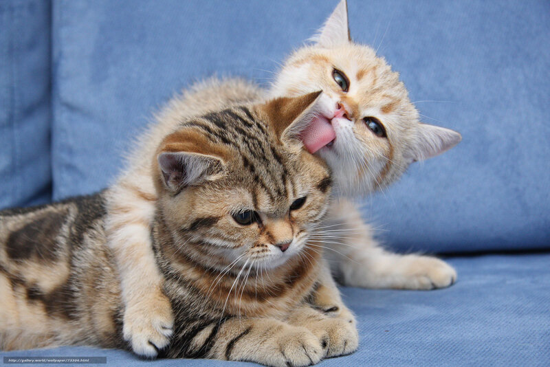 Two Kittens Grooming