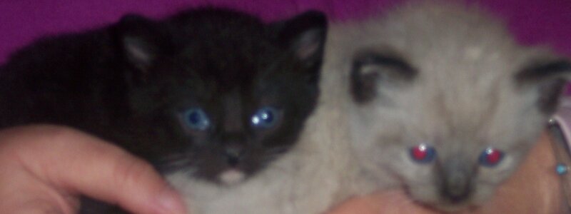 two kittens held in hands