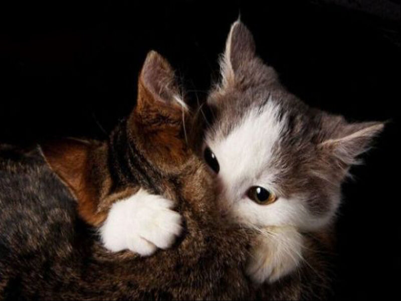 Two Kittens Hugging — Brown