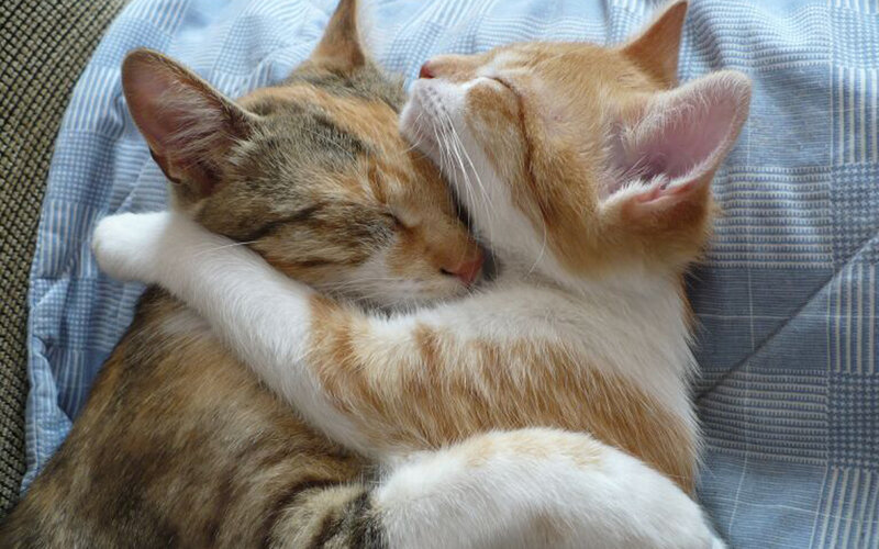 Two kittens hugging each other