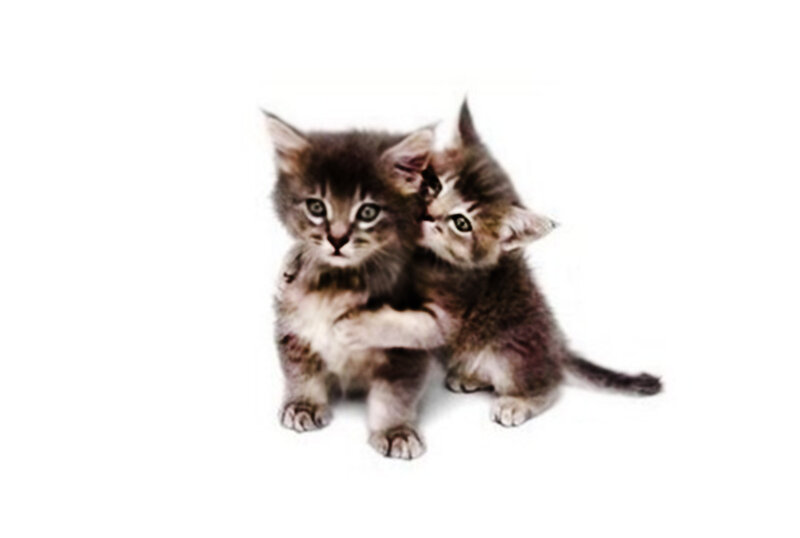 Two Kittens Hugging