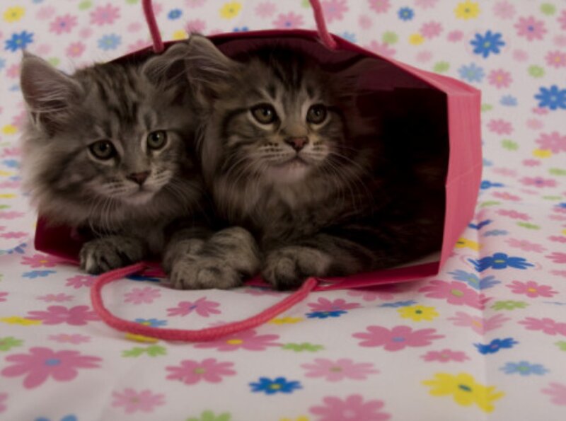 Two Kittens in a Bag — Pink