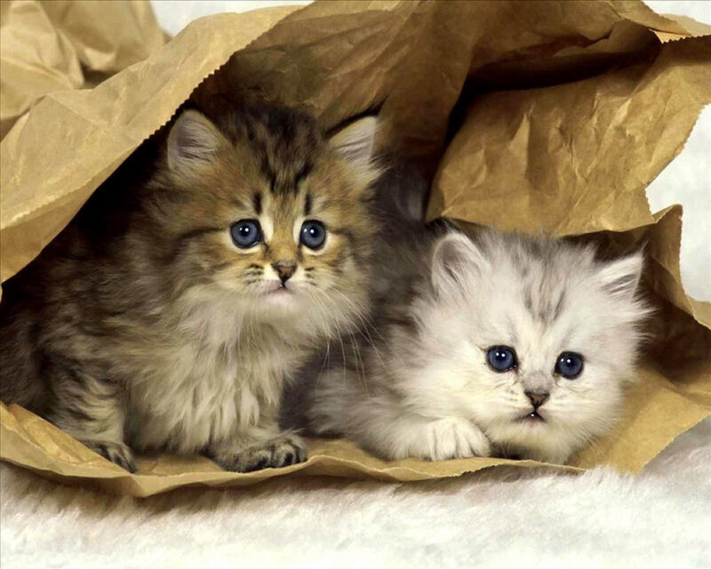 Two Kittens in a Bag