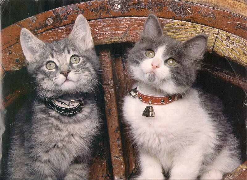 Two Kittens in a Barrel