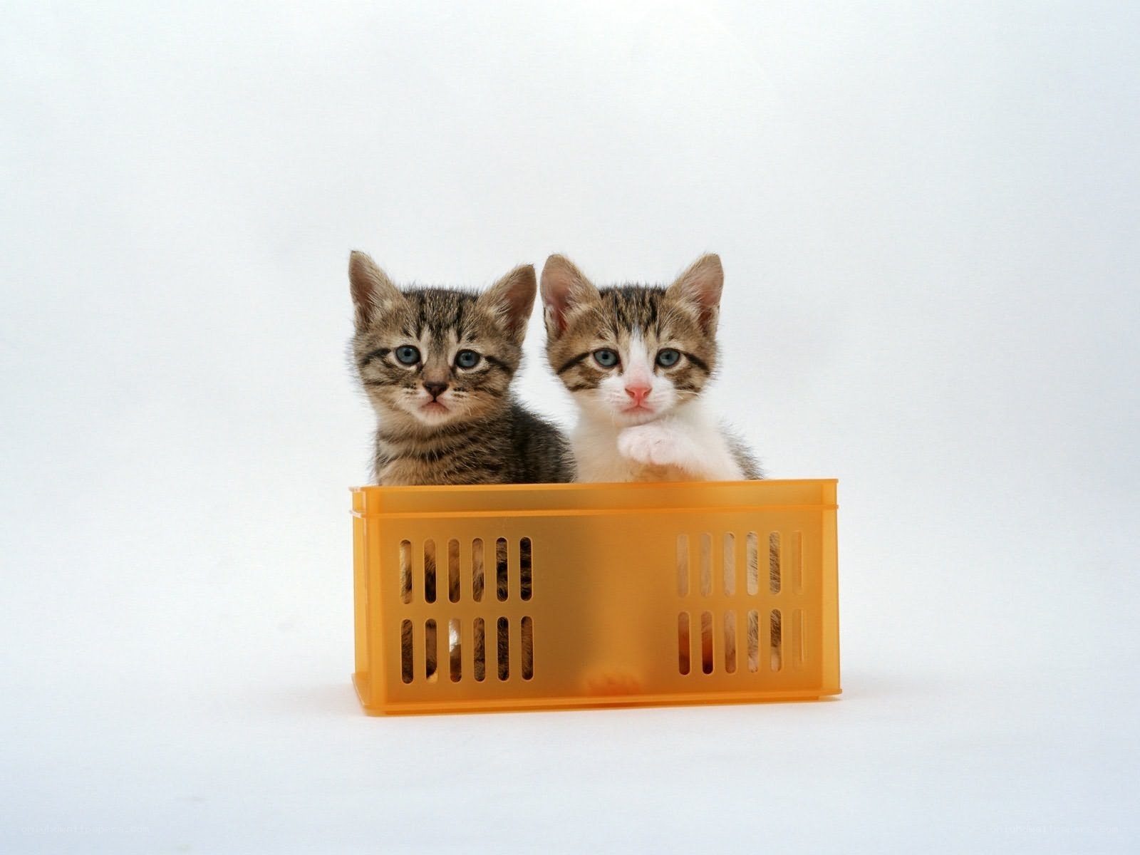 Two kittens in a basket