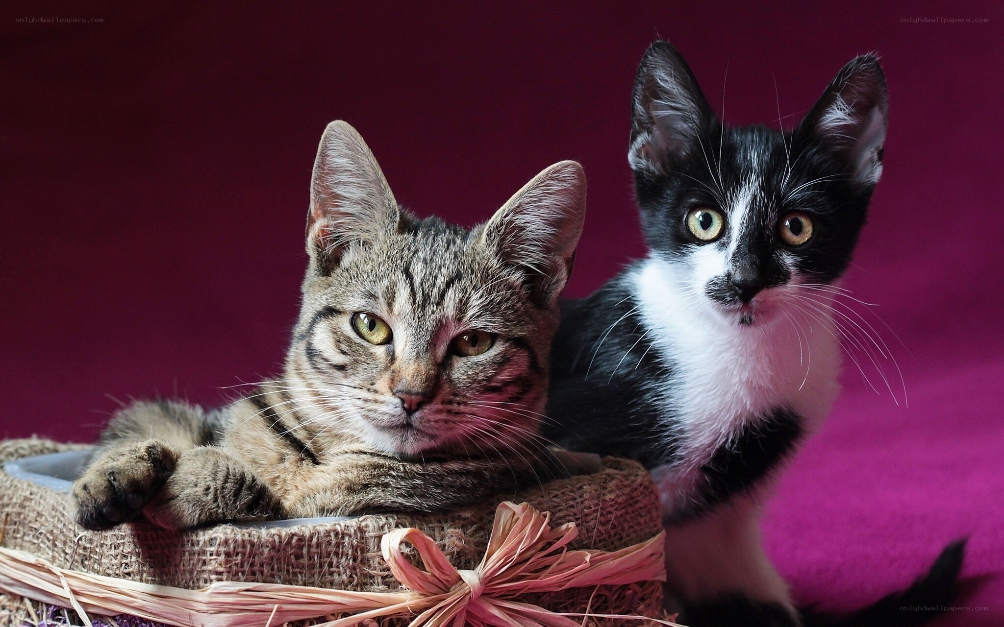 Two kittens in a basket