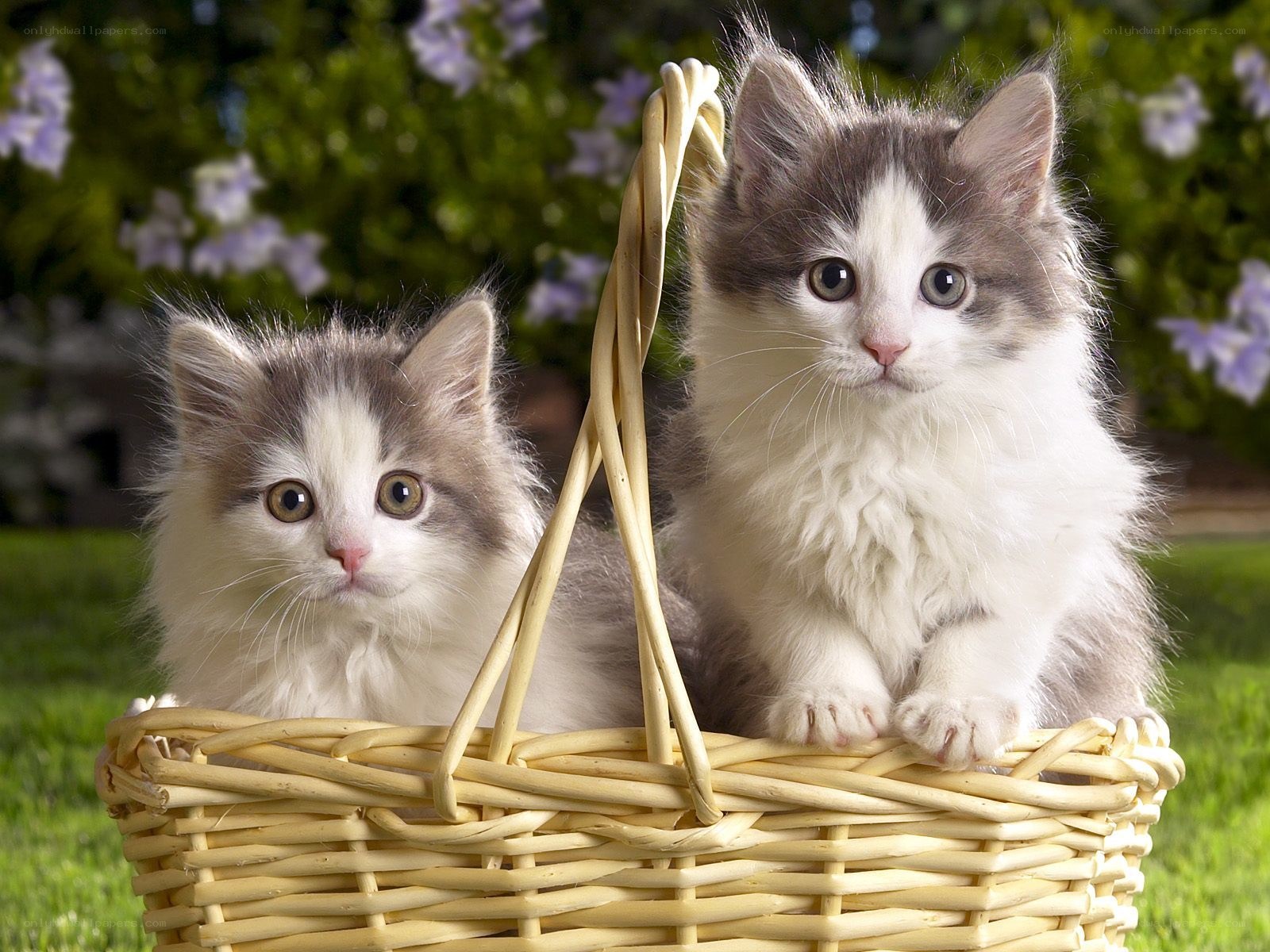 Two kittens in a basket