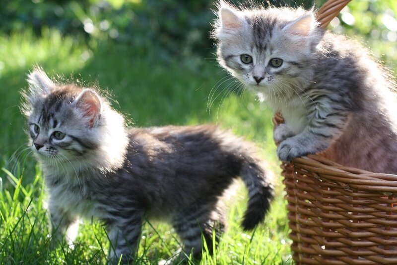 Two kittens in a basket