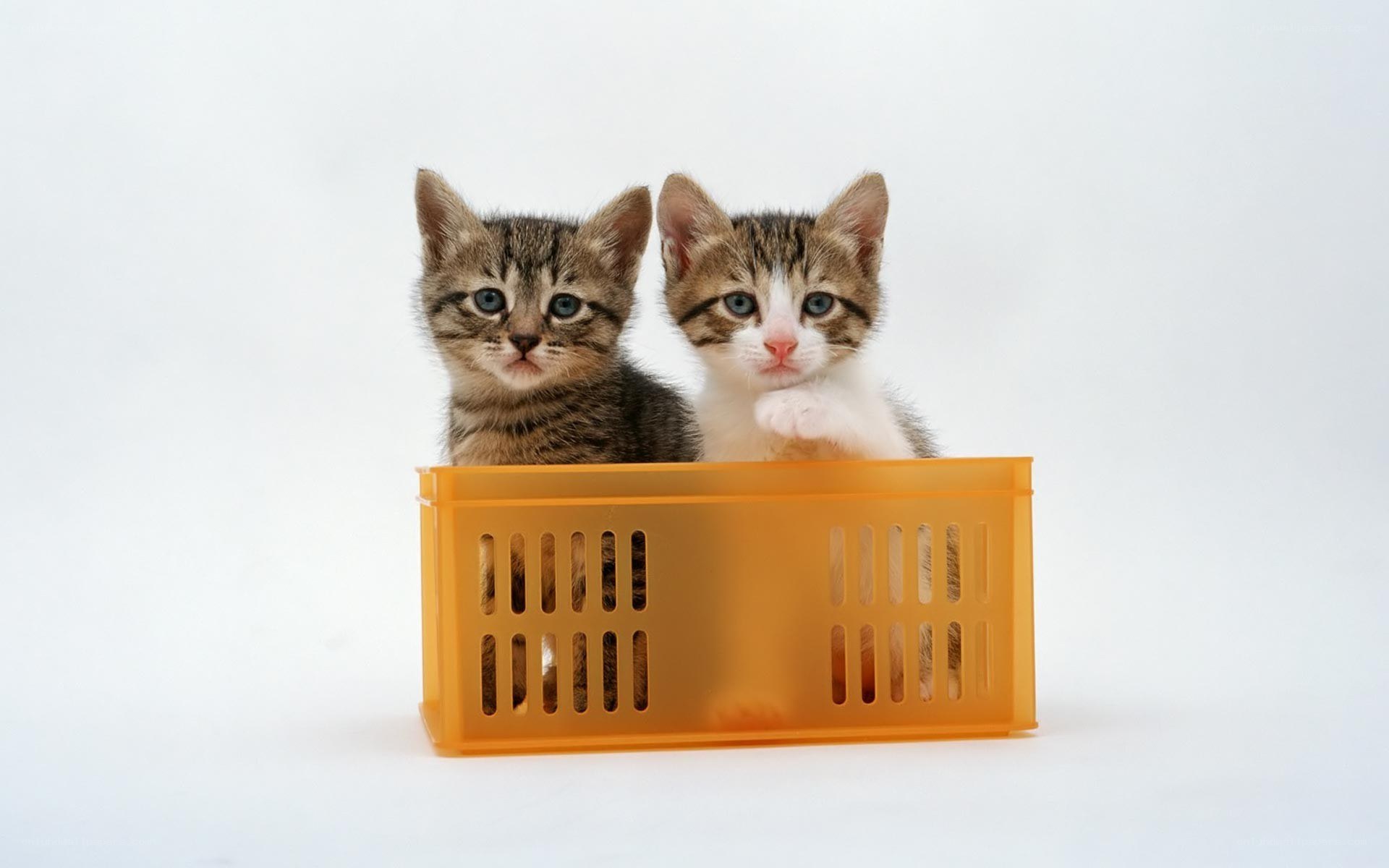 two kittens in a basket