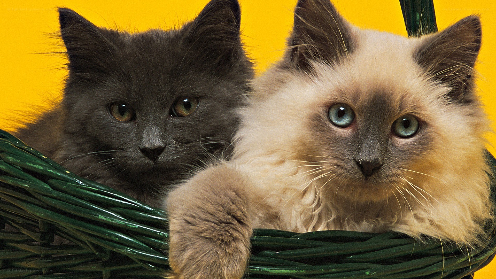 Two kittens in a basket