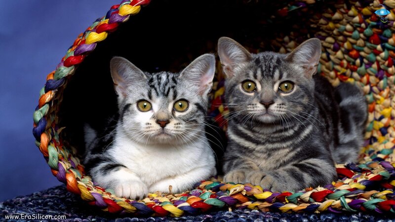 two kittens in a basket