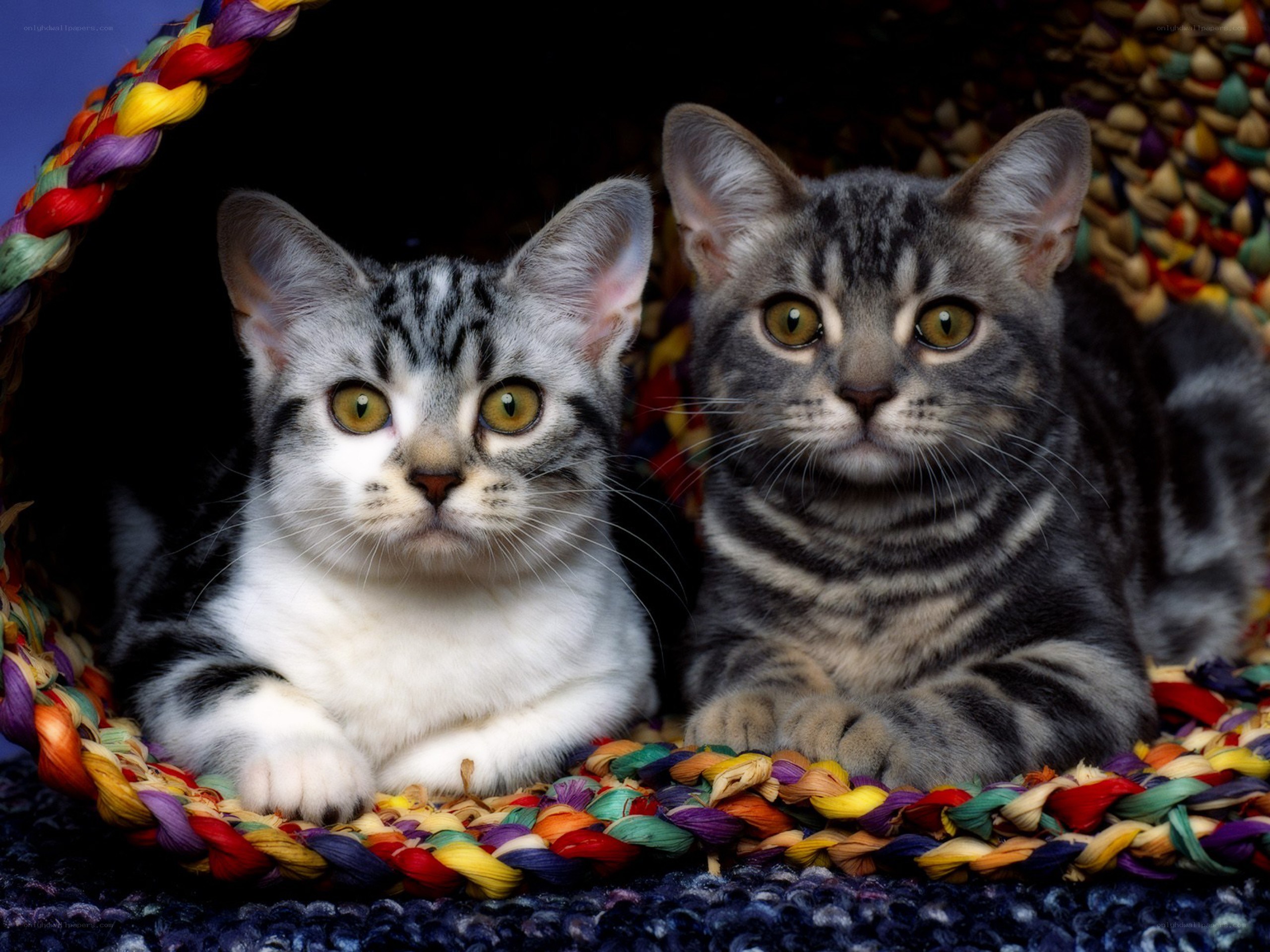 Two kittens in a basket