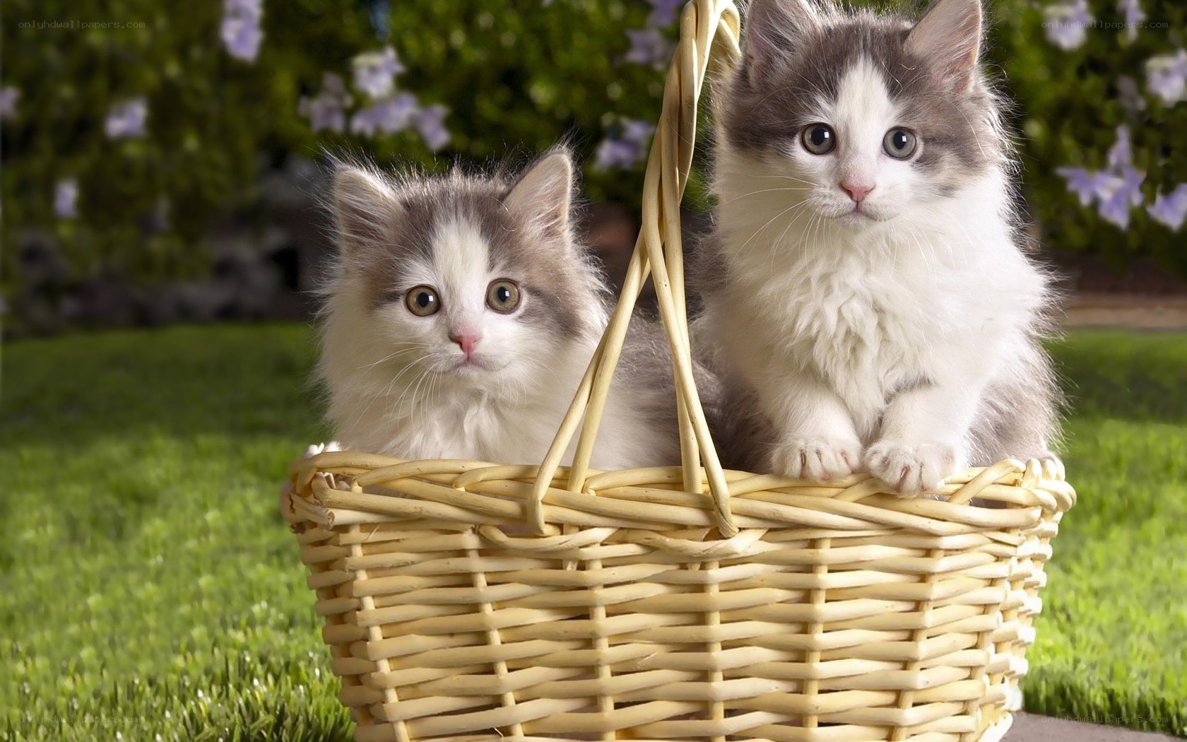 Two kittens in a basket
