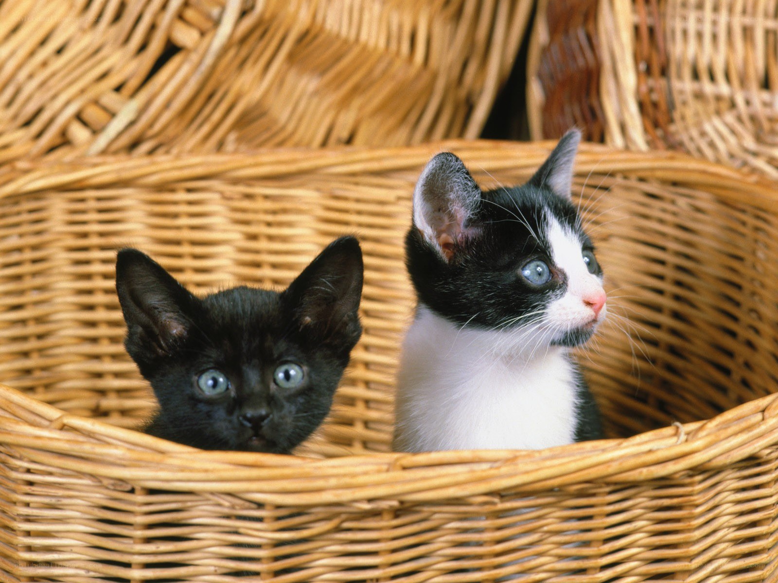 two kittens in a basket