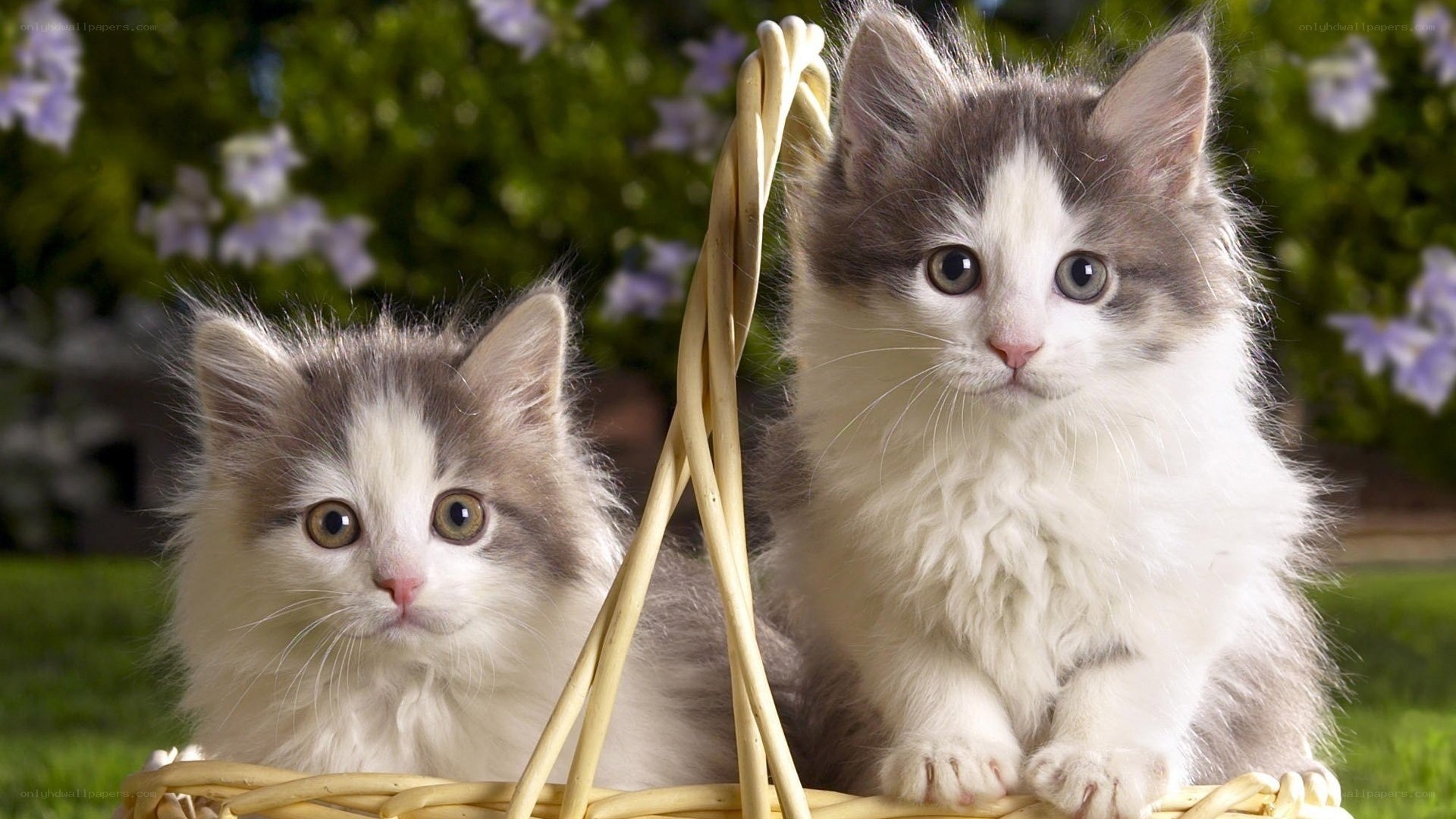 Two kittens in a basket