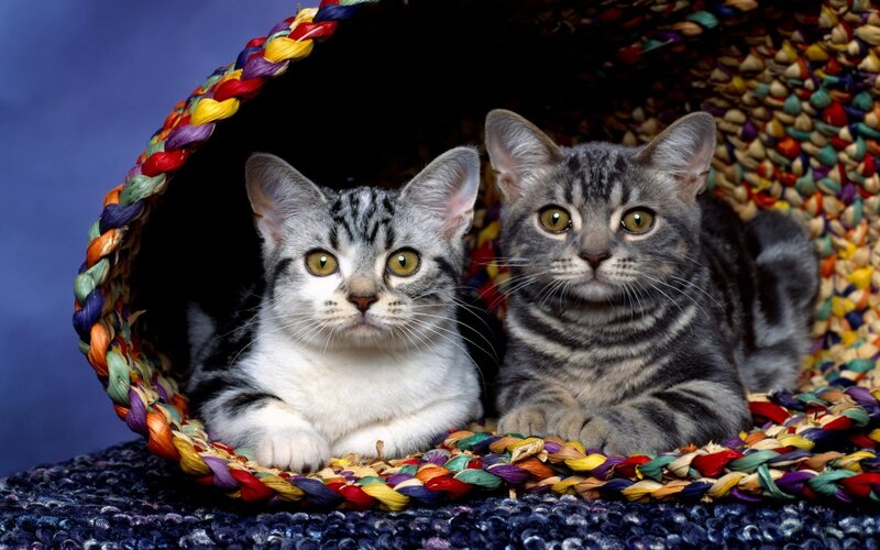 two kittens in a basket